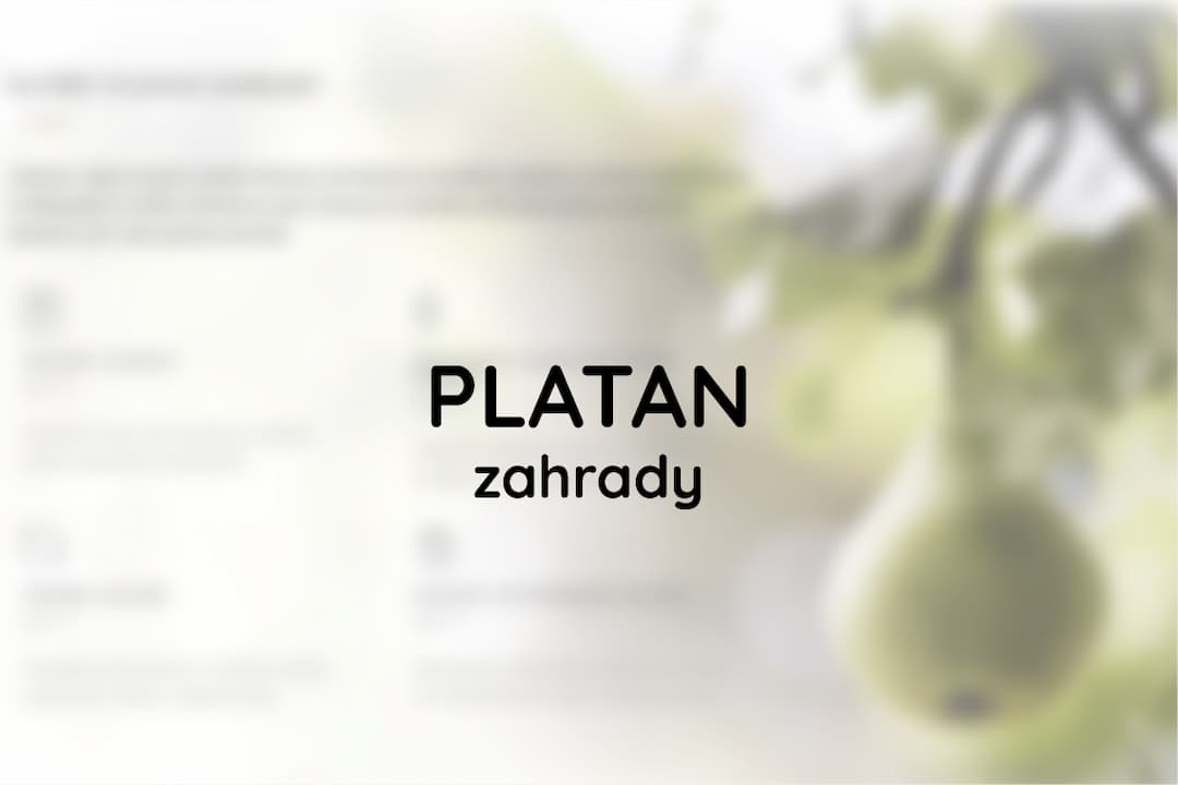 Platan zahradnictvi